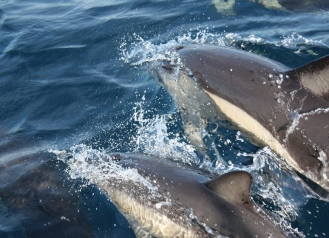  Pbaños y aventuras náuticas en el mar 